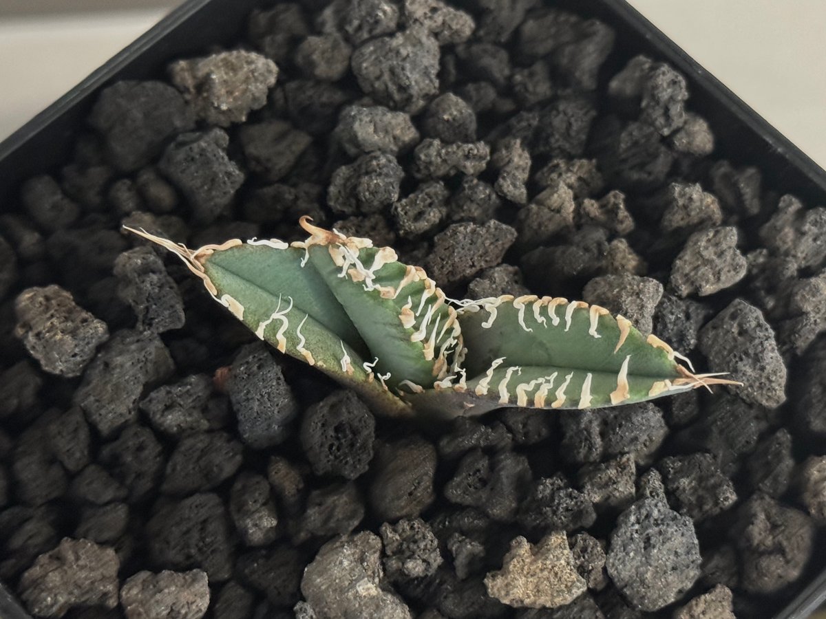 アガベ・チタノタ 白幽霊（芽）-008｜agave titanota white ghost