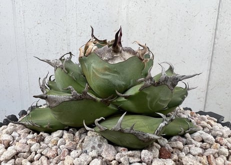 アガベ・チタノタ 魔丸（芽）-024｜agave titanota imps