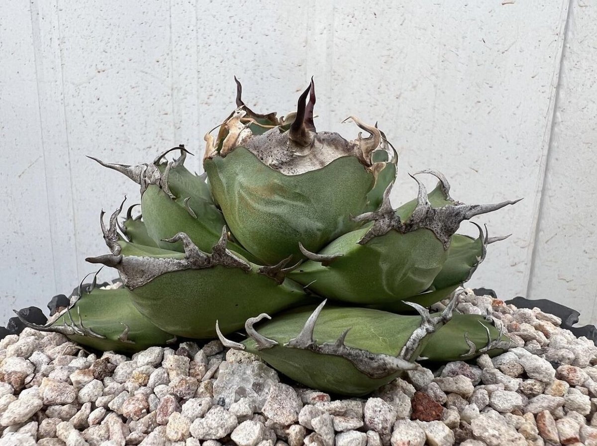 アガベ・チタノタ 魔丸(芽)-038|agave titanota imps | Plus_P アガベ・チタノタ 魔丸(芽)-038|agave titanota imps | Plus_P