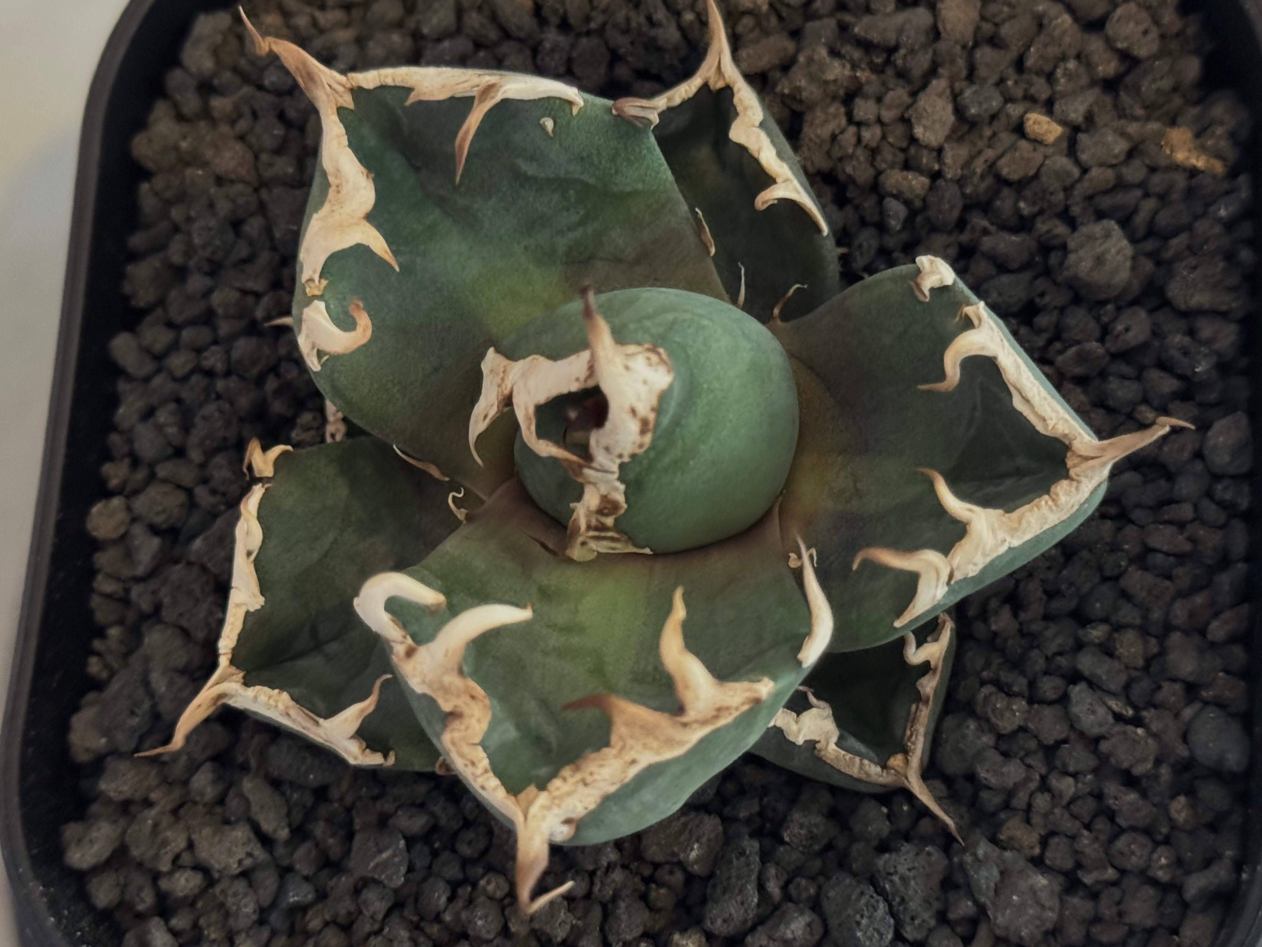 アガベ・チタノタ ミーンストリーク(芽)-001｜agave titanota Mean St