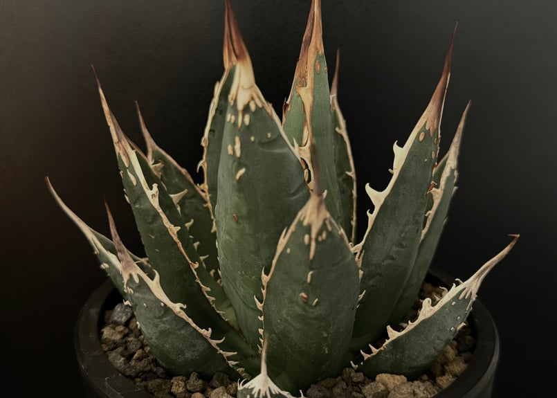 アガベ　帝釈天　覆輪　希少レア株 アガベ 帝釈天 覆輪 希少レア株 楽天市場】アガベ 帝釈天の通販