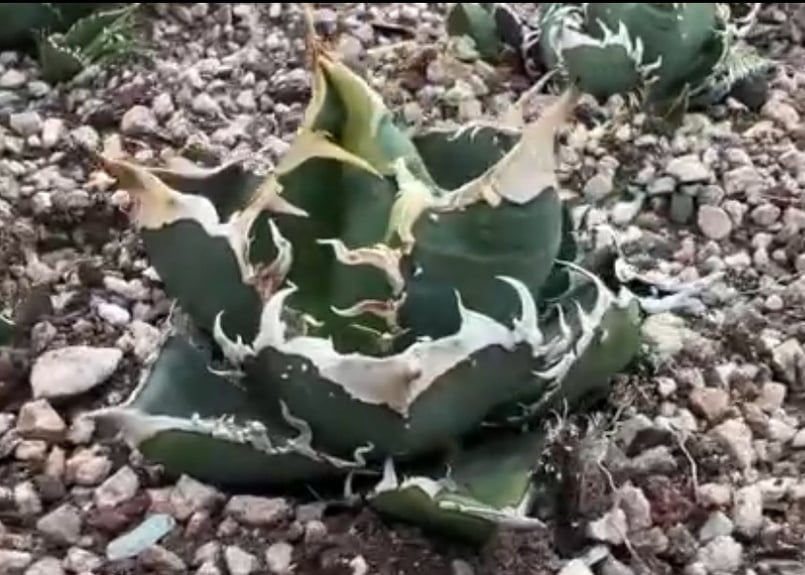 アガベ・チタノタ 万妖后（芽）-002｜agave titanota wan yao hou