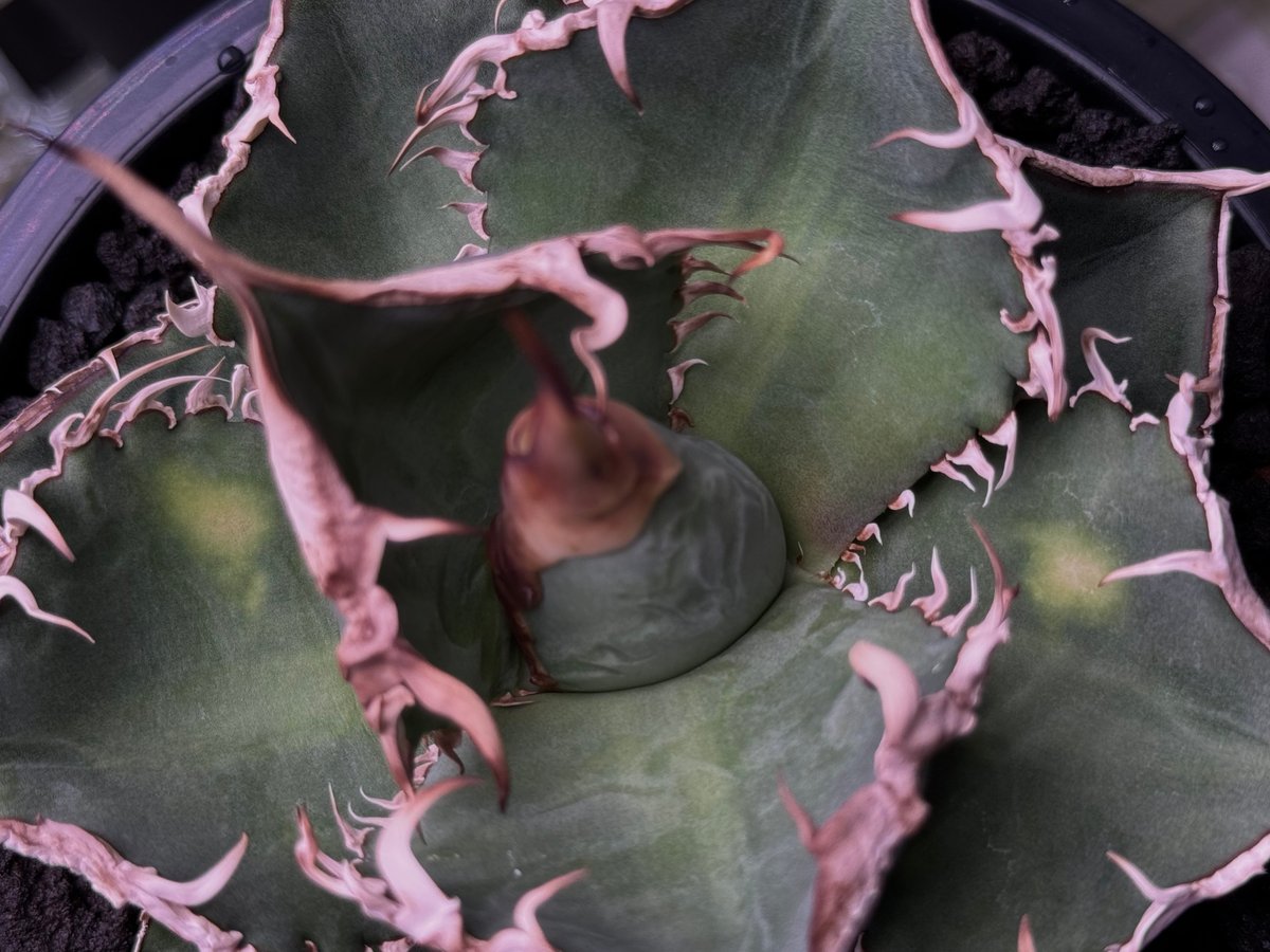 激レア【CG産】アガベ チタノタ　　スパチタ　カクタスグリーン 激レア【CG産】アガベ チタノタ スパチタ カクタスグリーン