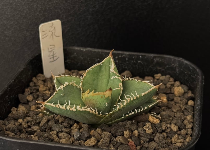 アガベ・チタノタ 流星(台湾Lize産)-002|agave titanota Meteor アガベ・チタノタ 流星(台湾Lize産)-002|agave titanota Meteor