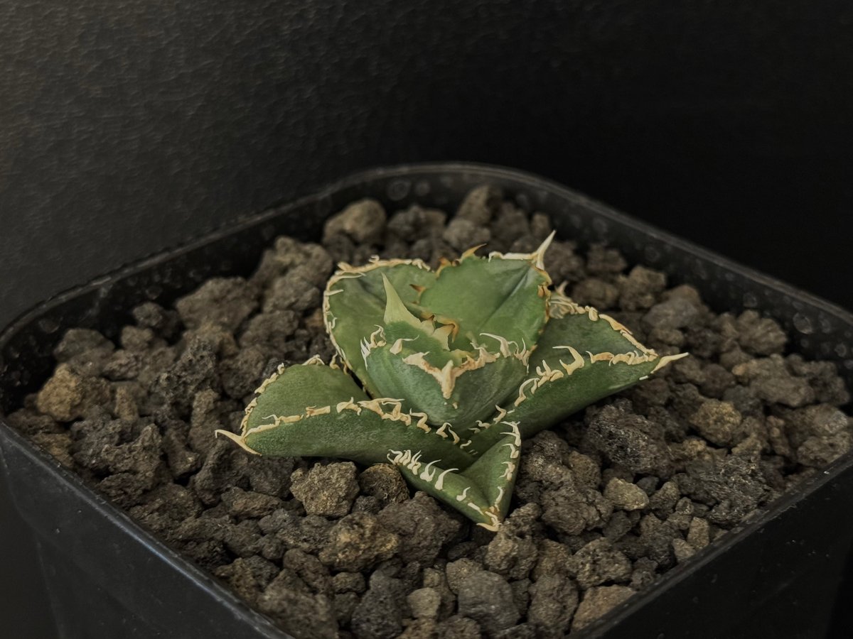 アガベ・チタノタ 白毫刺(芽)-009|agave titanota アガベ・チタノタ 白毫刺(芽)-009|agave titanota