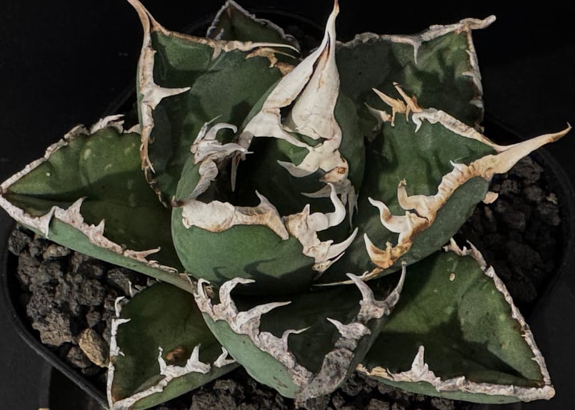 ◇厳選◇アガベ・チタノタ 狼人(小株)-034|agave titanota ◇厳選◇アガベ・チタノタ 狼人(小株)-034|agave titanota