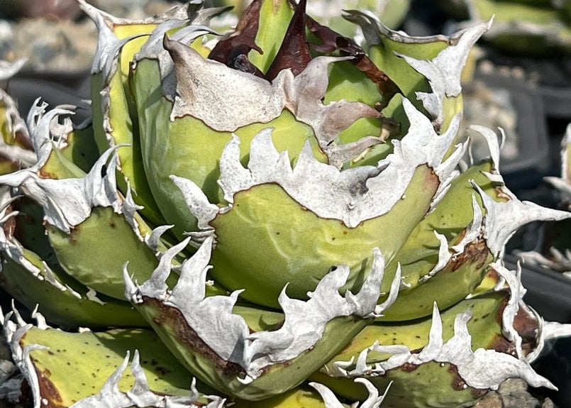 アガベ・チタノタ 皇冠(台湾Lize産)-006|agave titanota Crown | アガベ・チタノタ 皇冠(台湾Lize産)-006|agave titanota Crown |