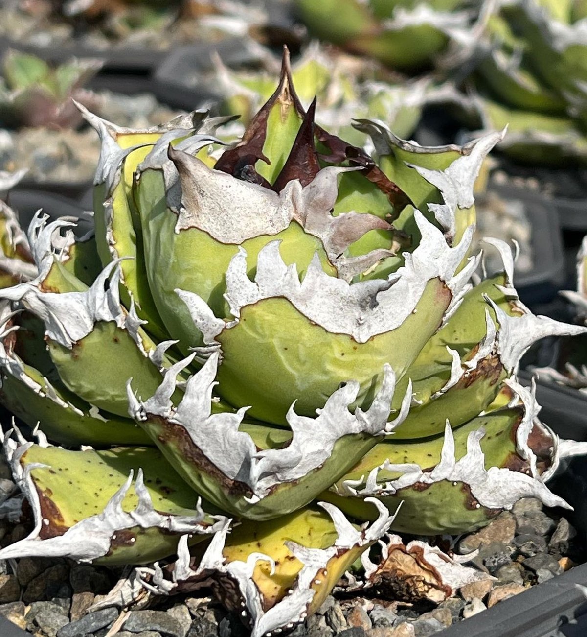 アガベ・チタノタ 皇冠(台湾Lize産)-006|agave titanota Crown | アガベ・チタノタ 皇冠(台湾Lize産)-006|agave titanota Crown |