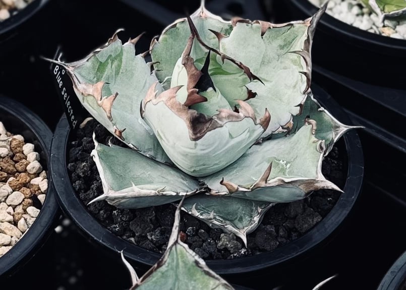 アガベ・チタノタブルー選抜/L18（芽）-005｜agave titanotablue_L18