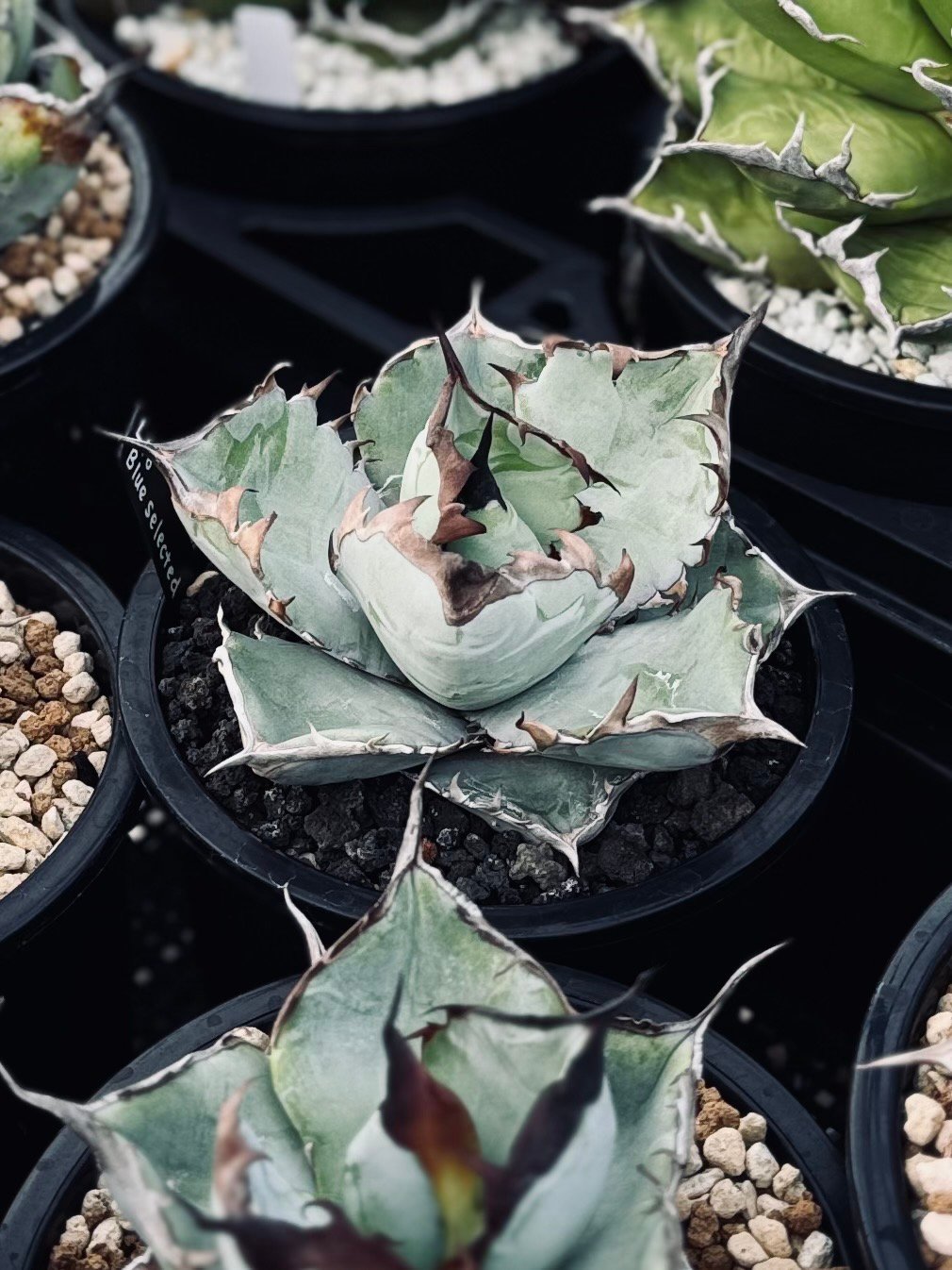 アガベ・チタノタブルー選抜/L18（芽）-005｜agave titanotablue_L18