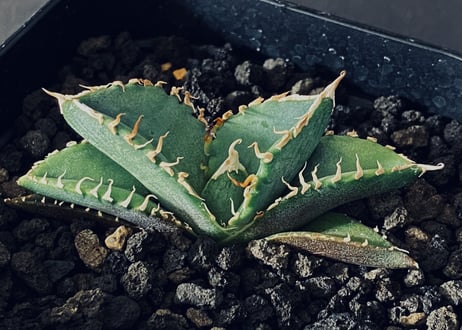 アガベ海星】Lize産 検)冰雹 麻花龍 皇冠 清櫻 ていたし 