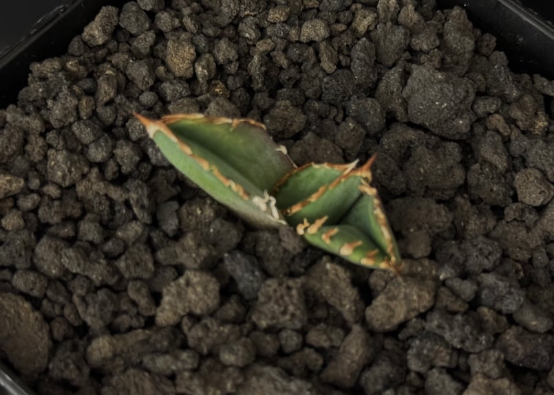 アガベ・チタノタ 皇冠(台湾Lize血統)-008|agave titanota アガベ・チタノタ 皇冠(台湾Lize血統)-008|agave titanota