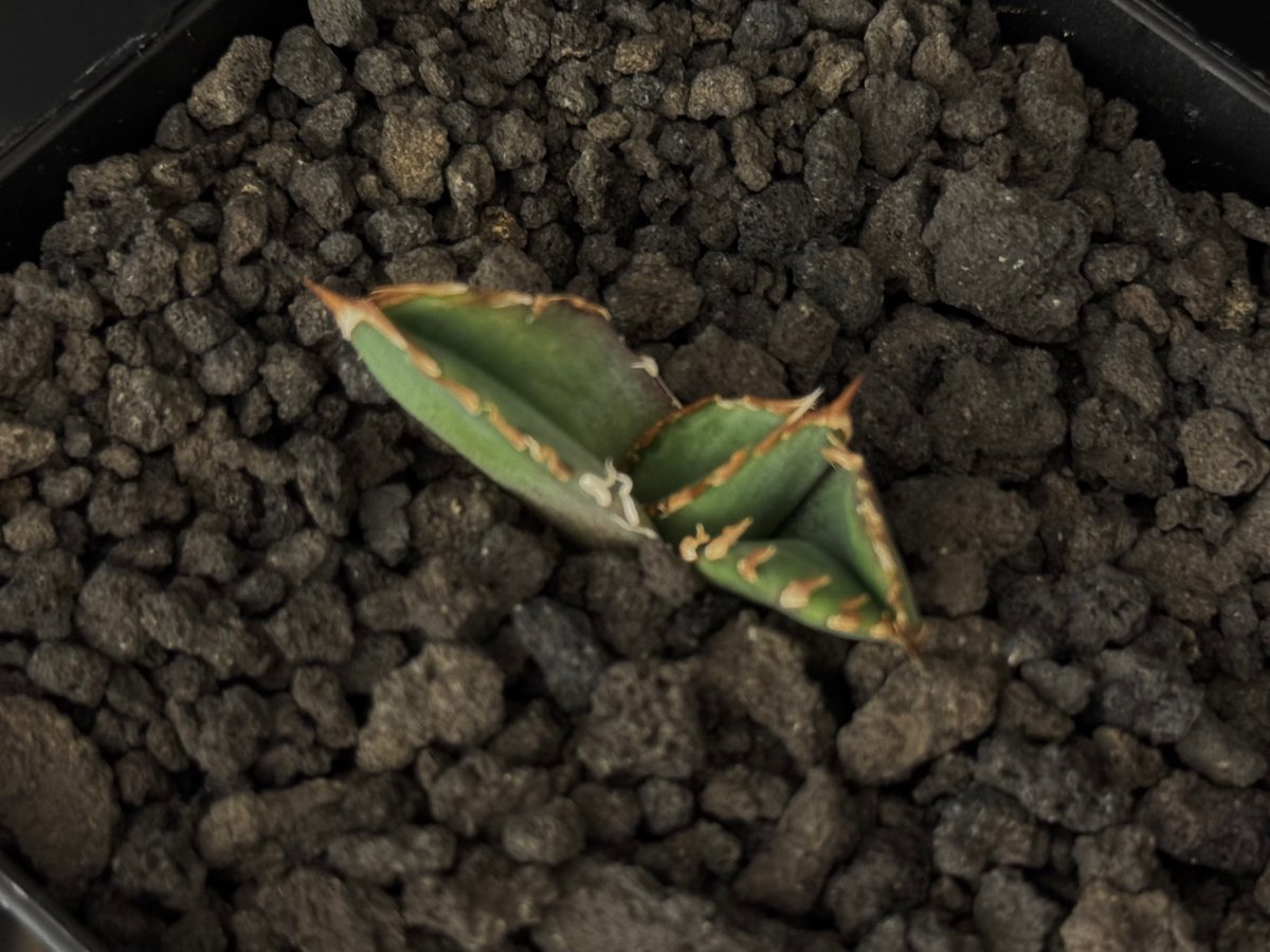 アガベ・チタノタ 皇冠(台湾Lize血統)-008|agave titanota アガベ・チタノタ 皇冠(台湾Lize血統)-008|agave titanota