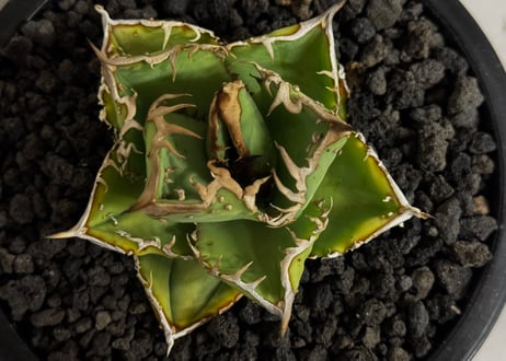 アガベ・チタノタ　隕石(ミーティアライト)-041｜agave titanota meteorite