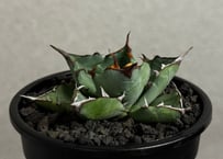 アガベ ハイブリッド・甲蟹×姫厳竜 (小株/実生)-002｜Agave hybrid isthmensis × titanota dwarf