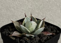 アガベ・一本刺｜（芽）-004｜ agave isthmensis inermis