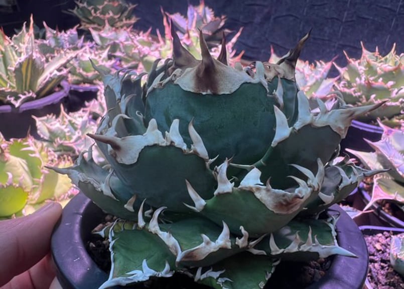 アガベ・チタノタ 徳尔塔(芽)-009｜agave titanota Delta | Plus