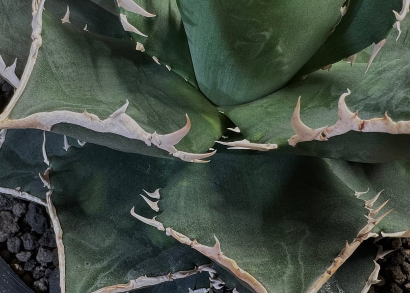 アガベ・チタノタ 海王(小株)-026|agave titanota aqua man アガベ・チタノタ 海王(小株)-026|agave titanota aqua man