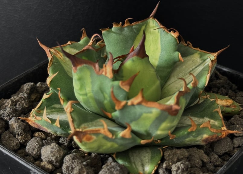 アガベ・チタノタ 姫厳竜白中斑(小株)-001|agave titanota アガベ・チタノタ 姫厳竜白中斑(小株)-001|agave titanota