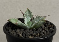 アガベ　チタノタ　ビースト アガベ・チタノタ ビースト-003（芽）｜agave titanota beast | Plu