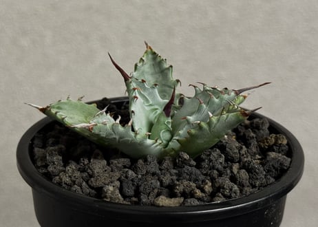 Plus_Plants STORE