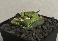 【アガベ_ノーネーム】セール品 超特大　厳選　現地球_3 アガベ・チタノタ（ノーネーム）003｜agave titanota No Name | Plu