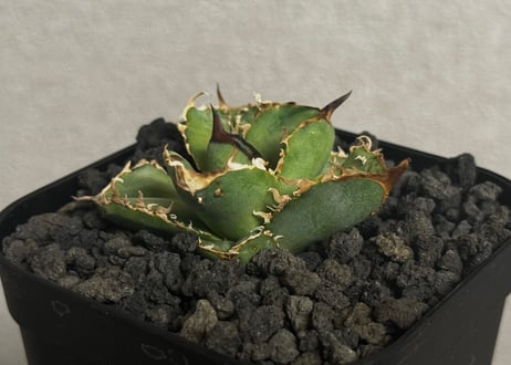 CATEGORY Titanota warthog｜疣猪 | Plus_Plants STORE