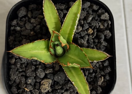 アガベ・チタノタ 萬代 X 厳竜（寛版刺/Lize血統）芽-008｜agave titanota×lophantha（ Hybrid）