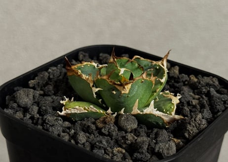 CATEGORY Titanota warthog｜疣猪 | Plus_Plants STORE