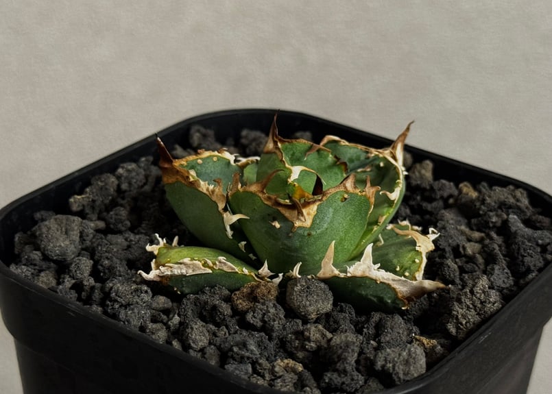 アガベ・チタノタ 疣猪/丸叶背刺（芽）-019｜agave titanota warthog