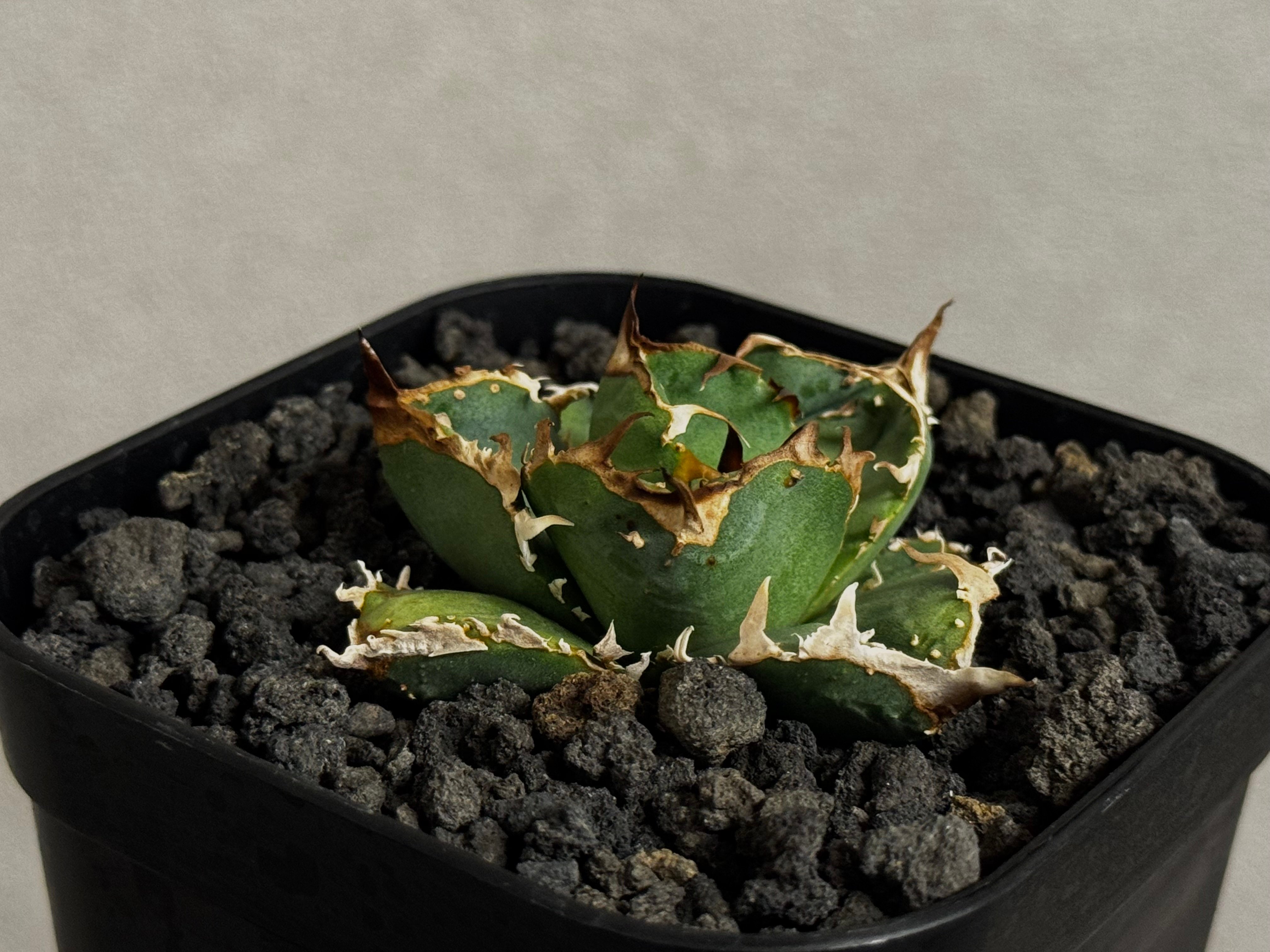 アガベ・チタノタ 疣猪/丸叶背刺（芽）-019｜agave titanota warthog
