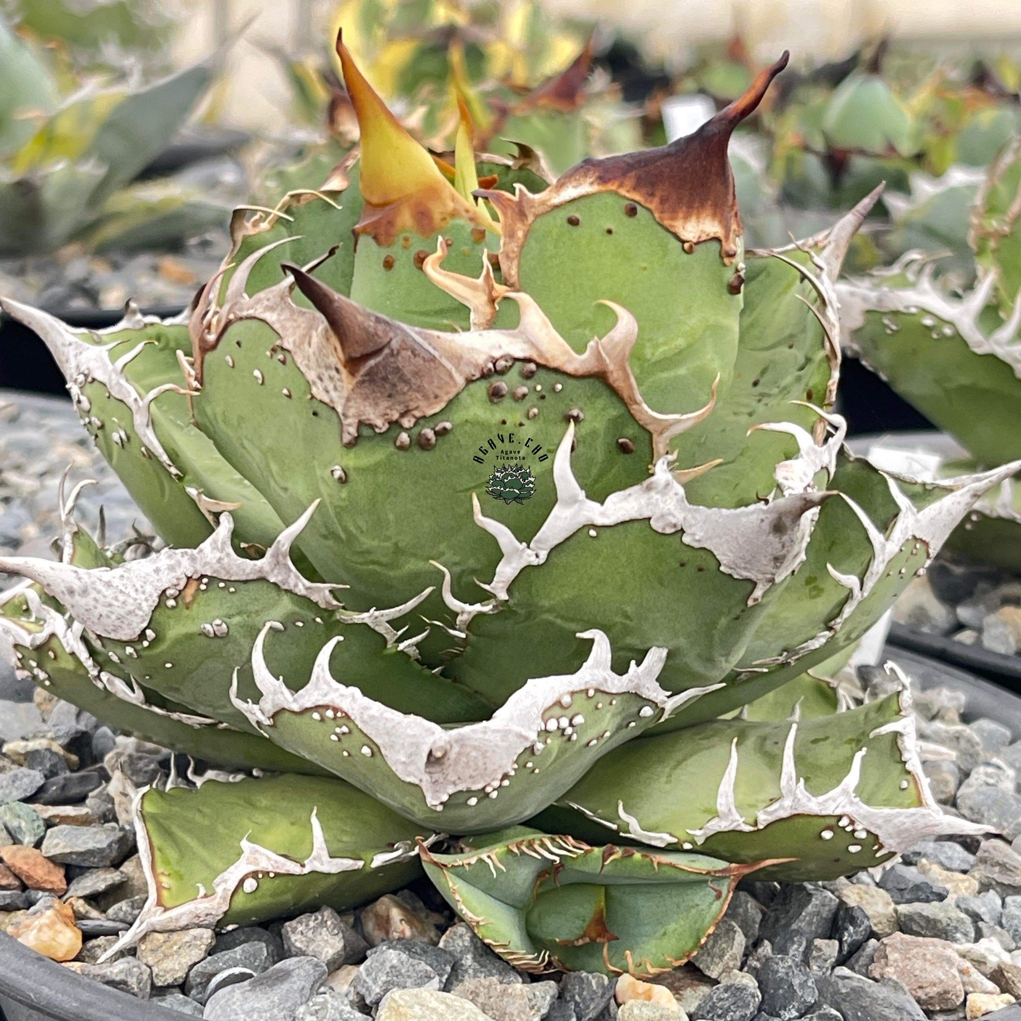 アガベ・チタノタ 星空/台湾agave cho産（芽）-004｜agave titanota