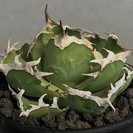 アガベ螃蟹 | STORES