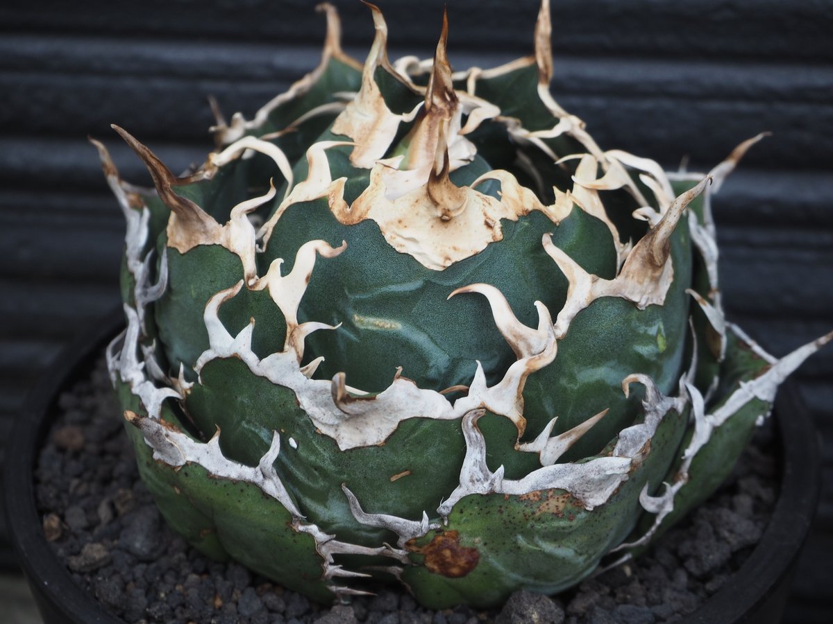 ボール型　白鯨　子株　山盛り　Agave titanota