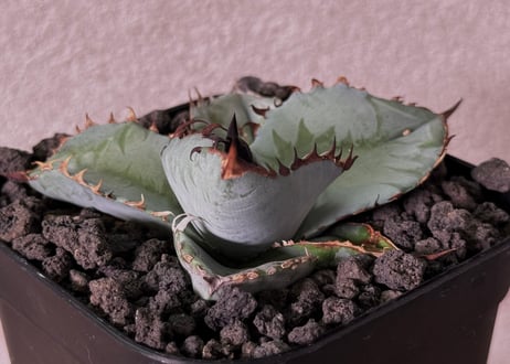CATEGORY agave｜アガベ | Plus_Plants STORE