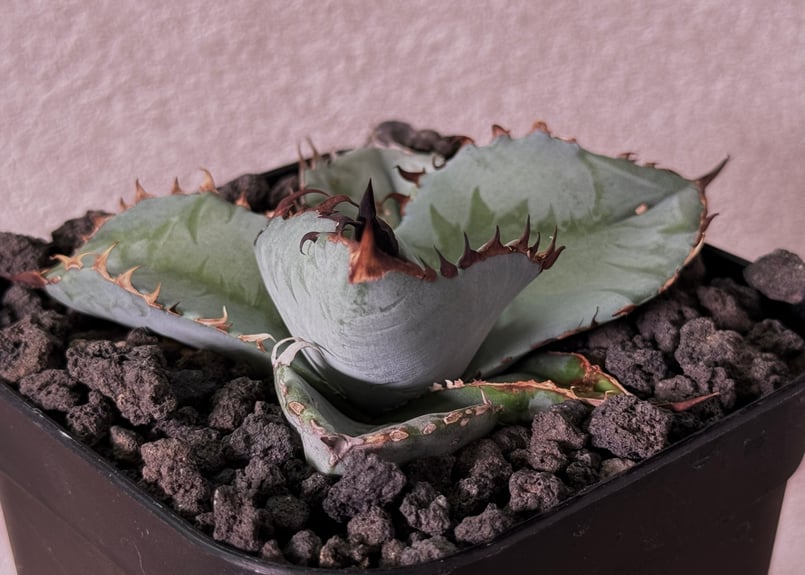 アガベ・チタノタ ビースト-003（芽）｜agave titanota beast | Plu