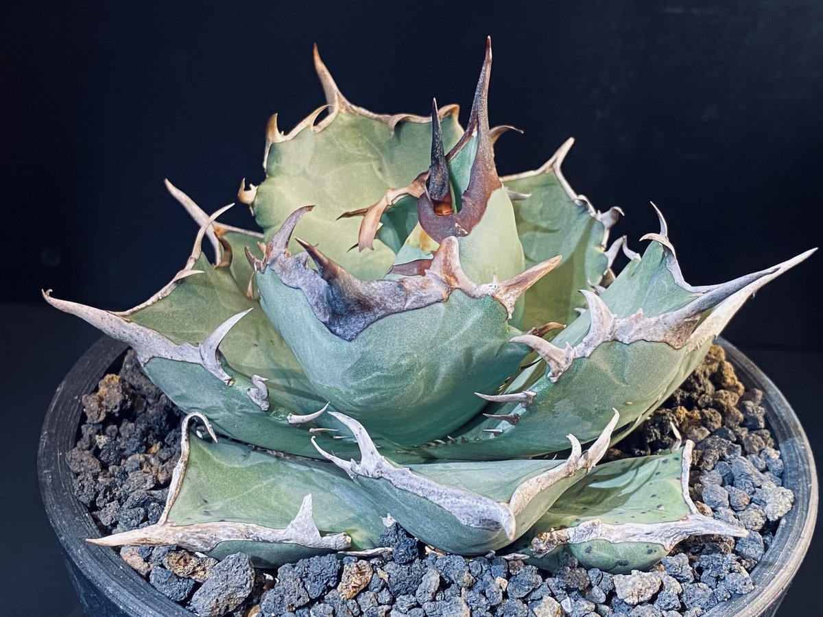 アガベ・チタノタ 阿修羅-004｜Agave titanota ashura | Plus_P