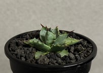 アガベ ハイブリッド・甲蟹×妖炎 (小株/実生)-001｜Agave hybrid isthmensis × utahensis var. eborispina
