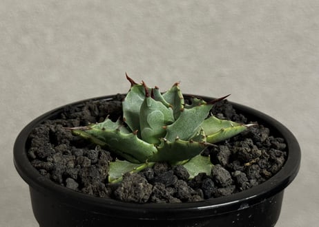 アガベ ハイブリッド・甲蟹×妖炎 (小株/実生)-001｜Agave hybrid isthmensis × utahensis var. eborispina