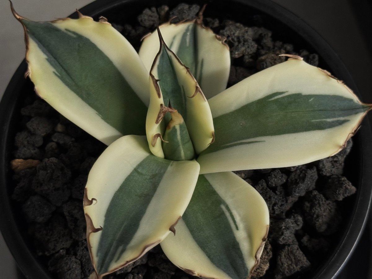 アガベ・チタノタ スナグルトゥース（芽／Lize血統）-009｜agave