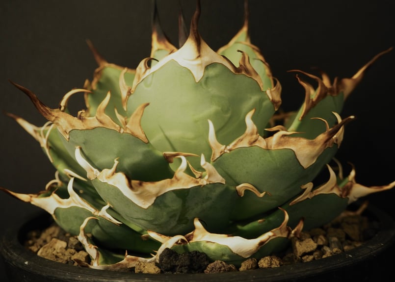 アガベ チタノタ インフェルノ 大株 / Hades ハデス チタノタ Hades 特