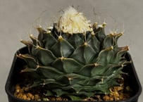 アガベ・チタノタ 流星(台湾Lize産)-002｜agave titanota Meteor