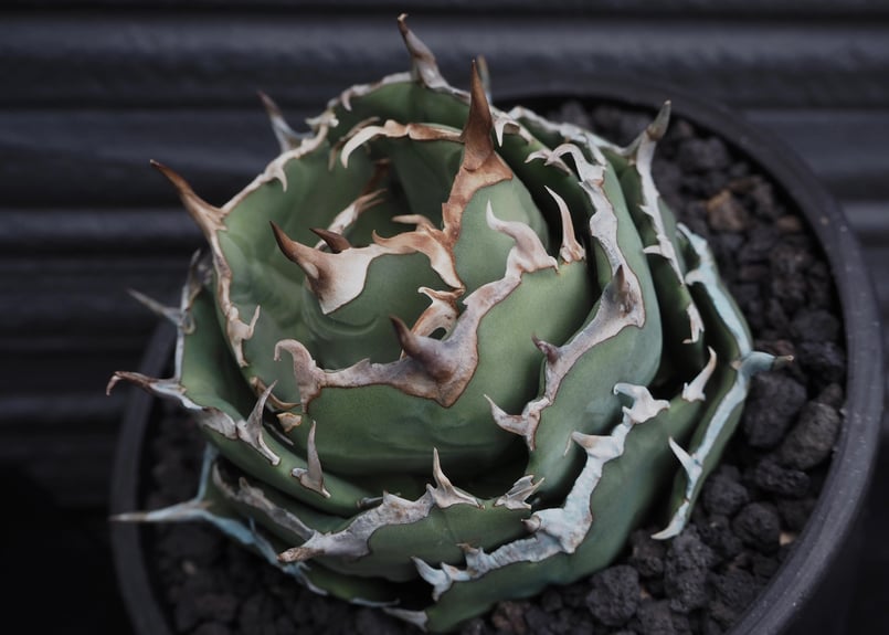 ‼️特別SALE‼️アガベ チタノタ フクロウ 猫頭鷹 海豹 maxresdefault.jpg