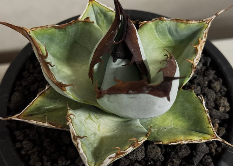 アガベ・チタノタ LQH_土（中株）008｜agave titanota saturn | P