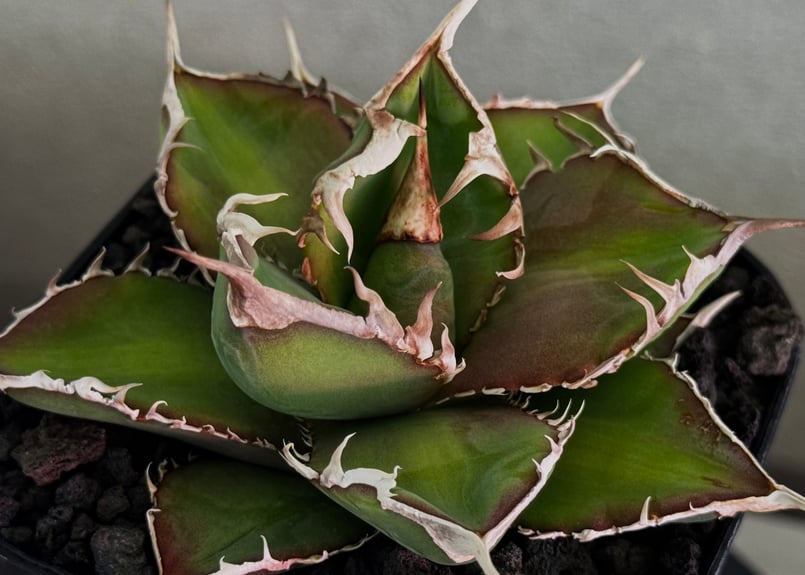 アガベ・チタノタ 緑幽霊（芽）-005｜agave titanota green ghost