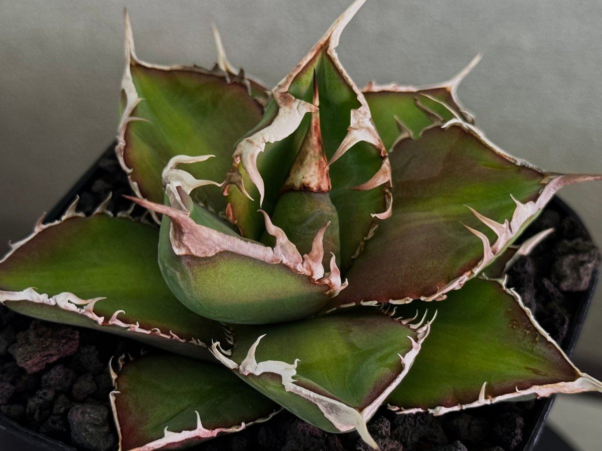 アガベ・チタノタ 緑幽霊（芽）-005｜agave titanota green ghost