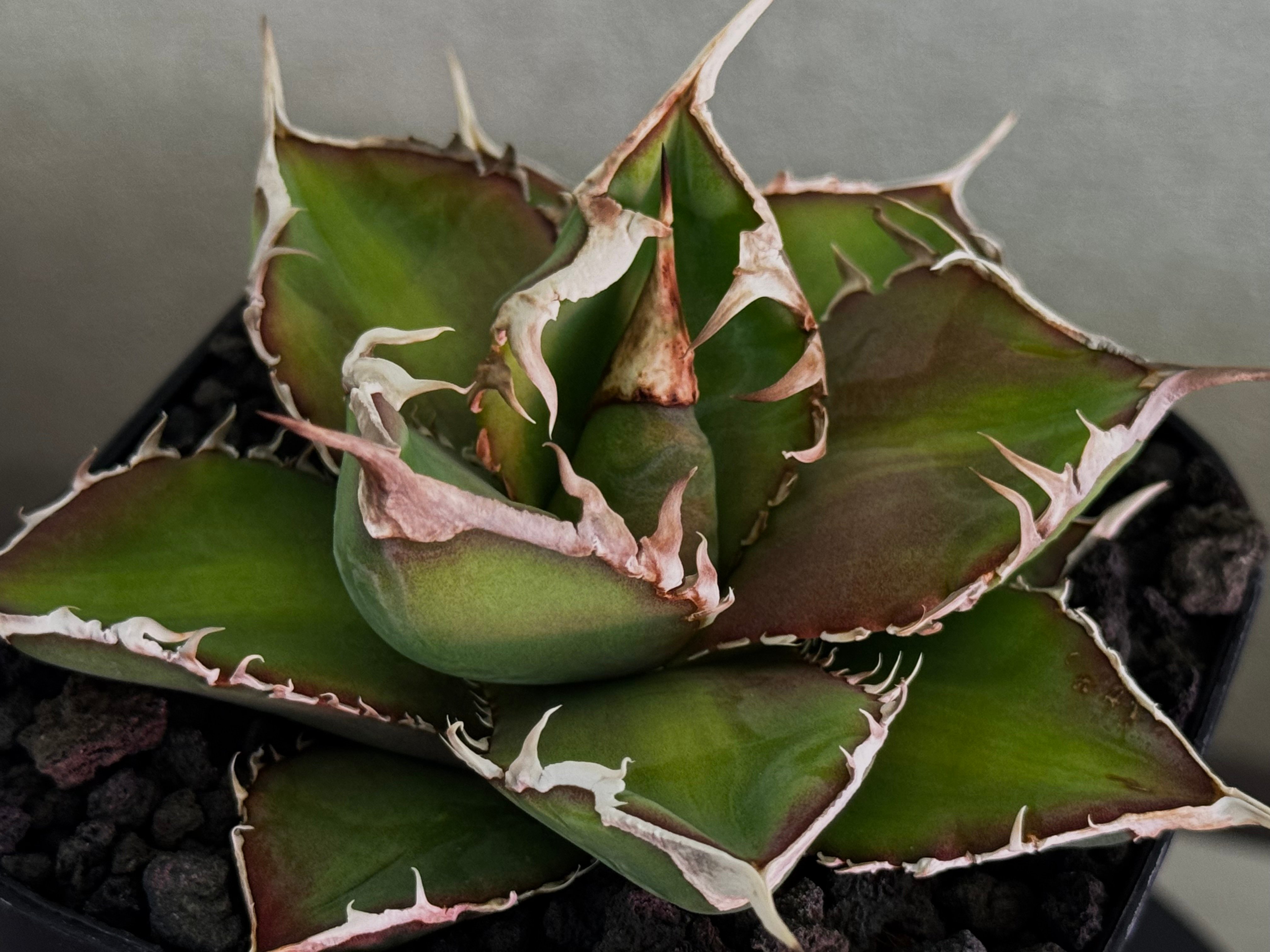 アガベ・チタノタ 緑幽霊（芽）-005｜agave titanota green ghost