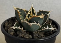 ◆厳選◆アガベ・チタノタ 狼人（小株）-042｜agave titanota were wolf