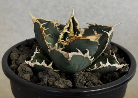 ◆厳選◆アガベ・チタノタ 狼人（小株）-042｜agave titanota were wolf