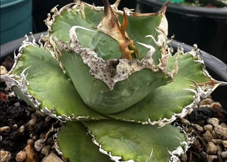 CATEGORY agave｜アガベ | Plus_Plants STORE